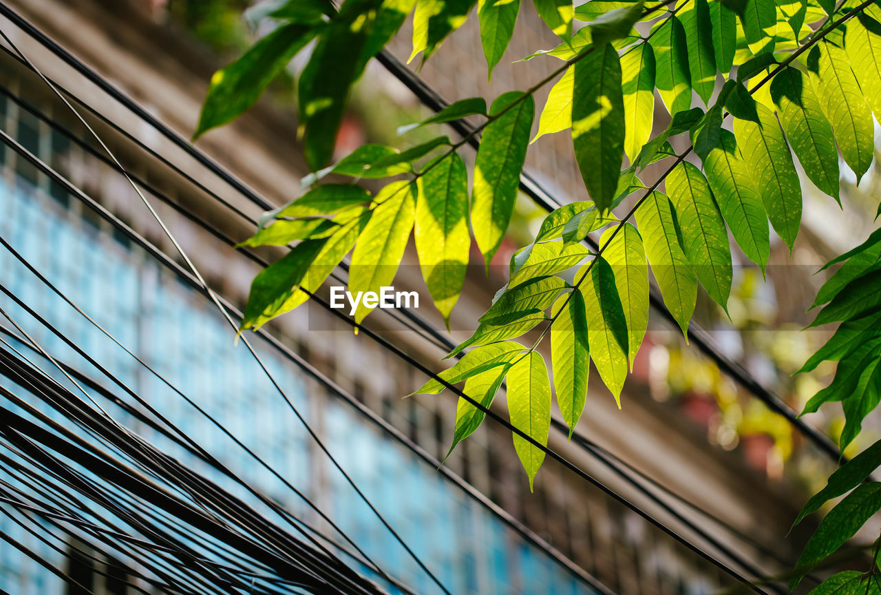 green, leaf, tree, branch, plant part, plant, sunlight, yellow, nature, growth, no people, architecture, beauty in nature, flower, palm tree, outdoors, low angle view, day, tropical climate, palm leaf, built structure, building exterior, environment, autumn, focus on foreground, light