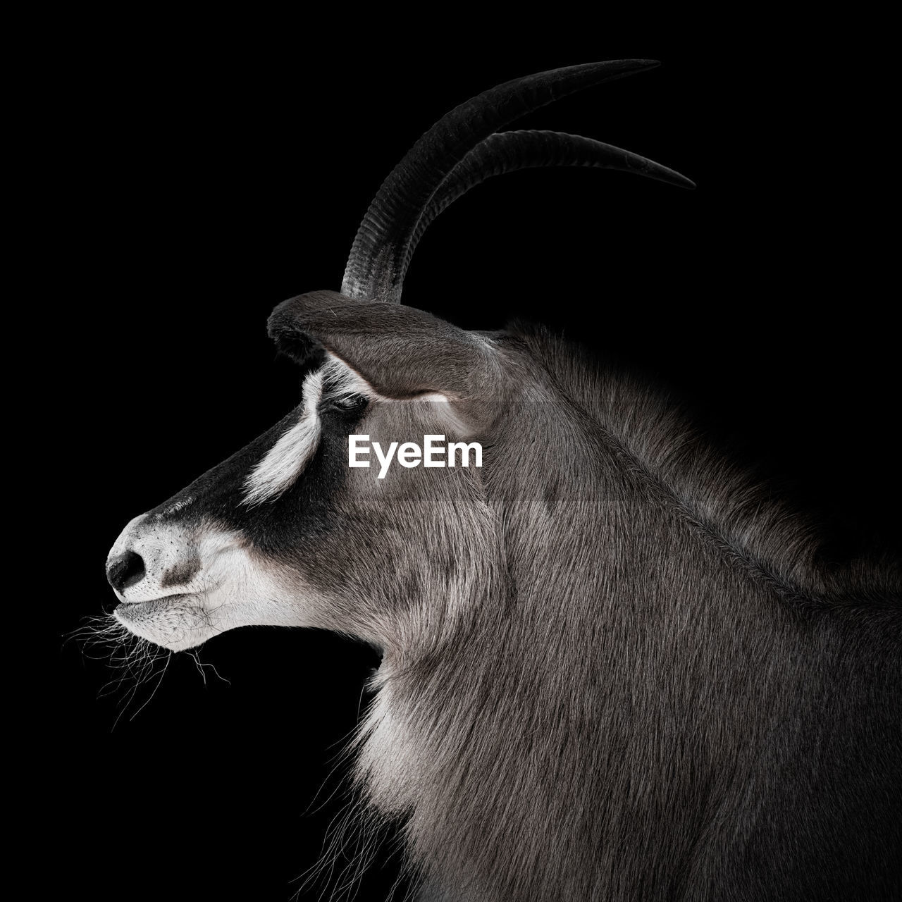 Antelope portrait  with black background 
