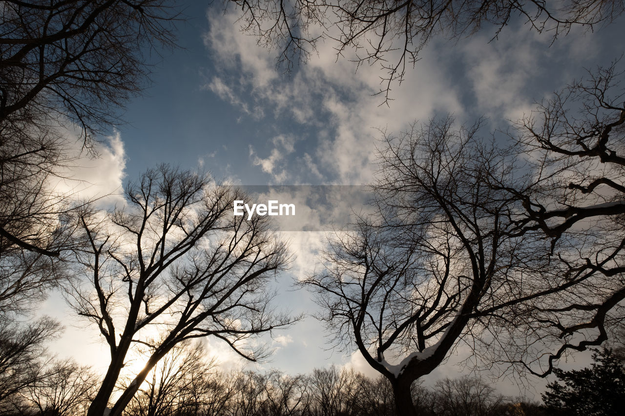 LOW ANGLE VIEW OF BARE TREES AGAINST SKY DURING SUNSET