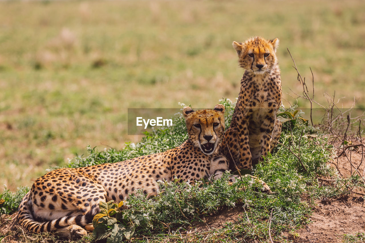 Cheetah with cub on field