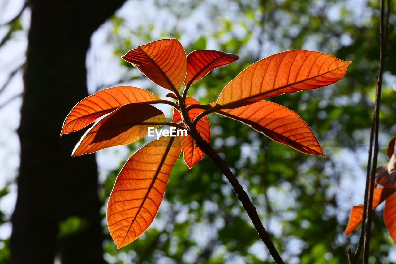 LOW ANGLE VIEW OF ORANGE LEAVES ON TREE