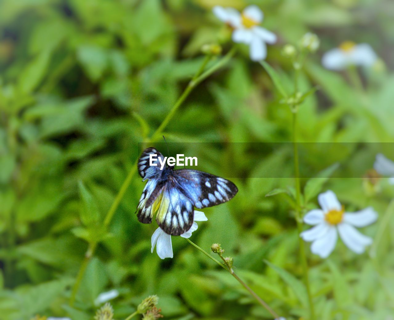 BUTTERFLY POLLINATING ON PURPLE FLOWER