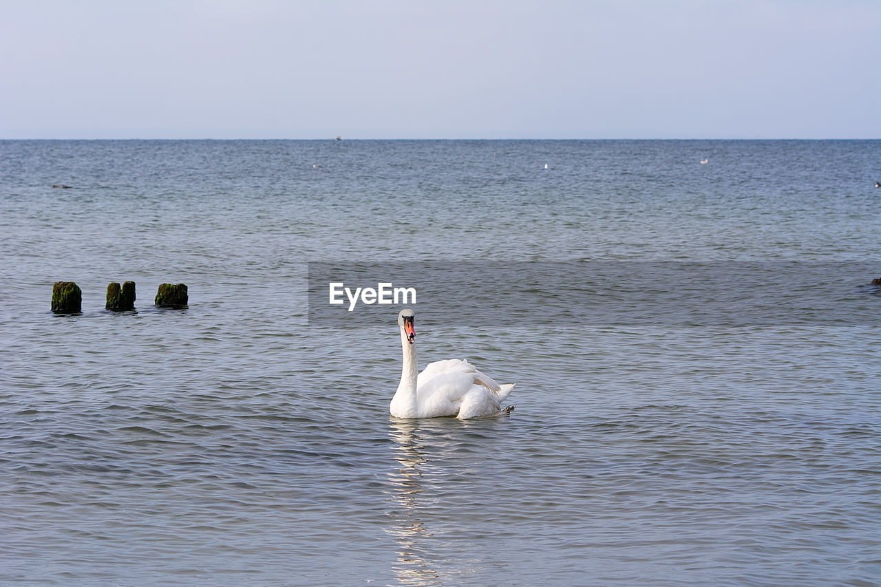 VIEW OF SWANS SWIMMING IN SEA