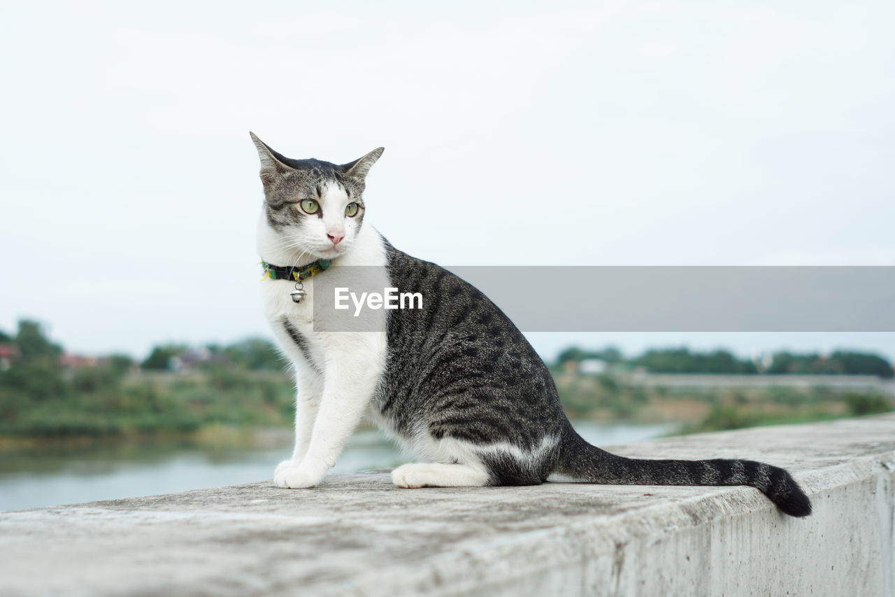 PORTRAIT OF CAT SITTING ON STONE WALL