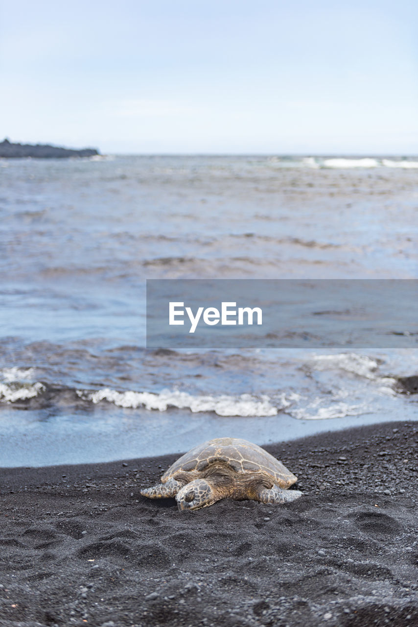 Turtle at sandy beach against sky