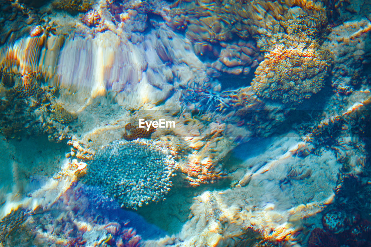 CLOSE-UP OF CORAL UNDERWATER