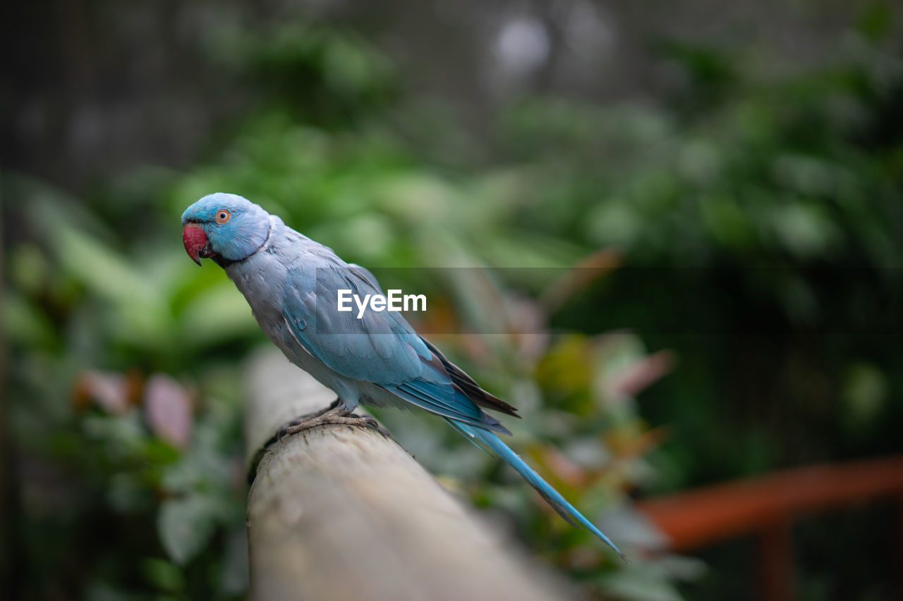Blue ring necked parakeet