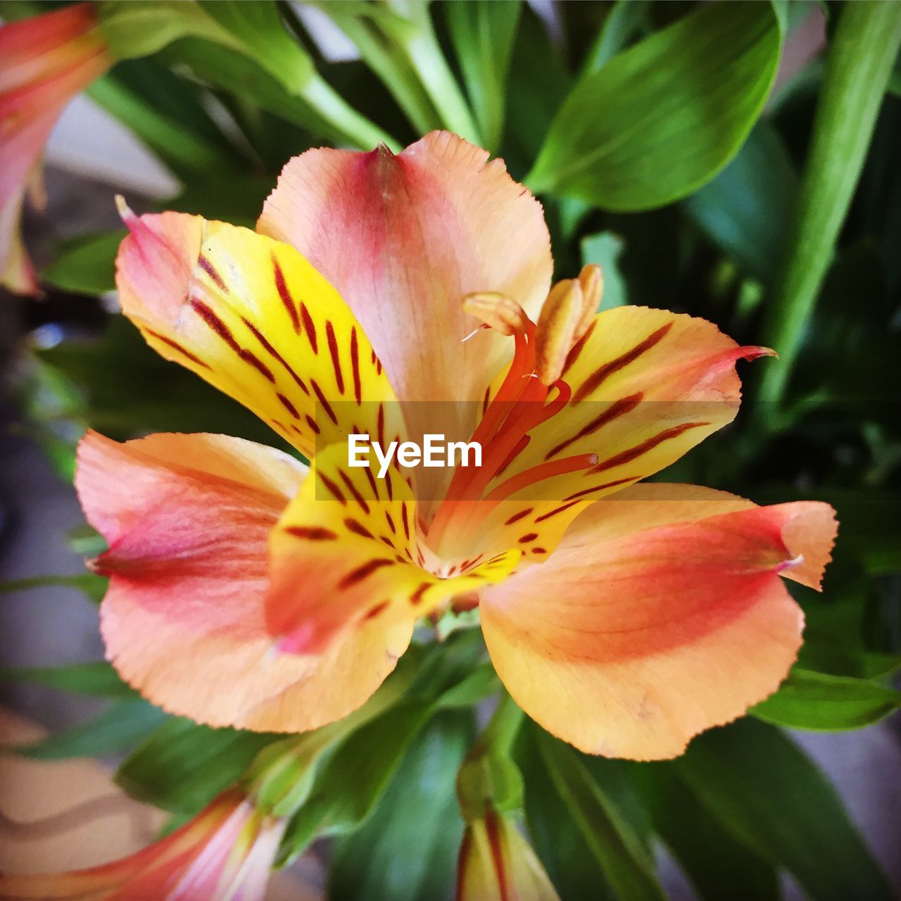 Close-up of day lily blooming outdoors