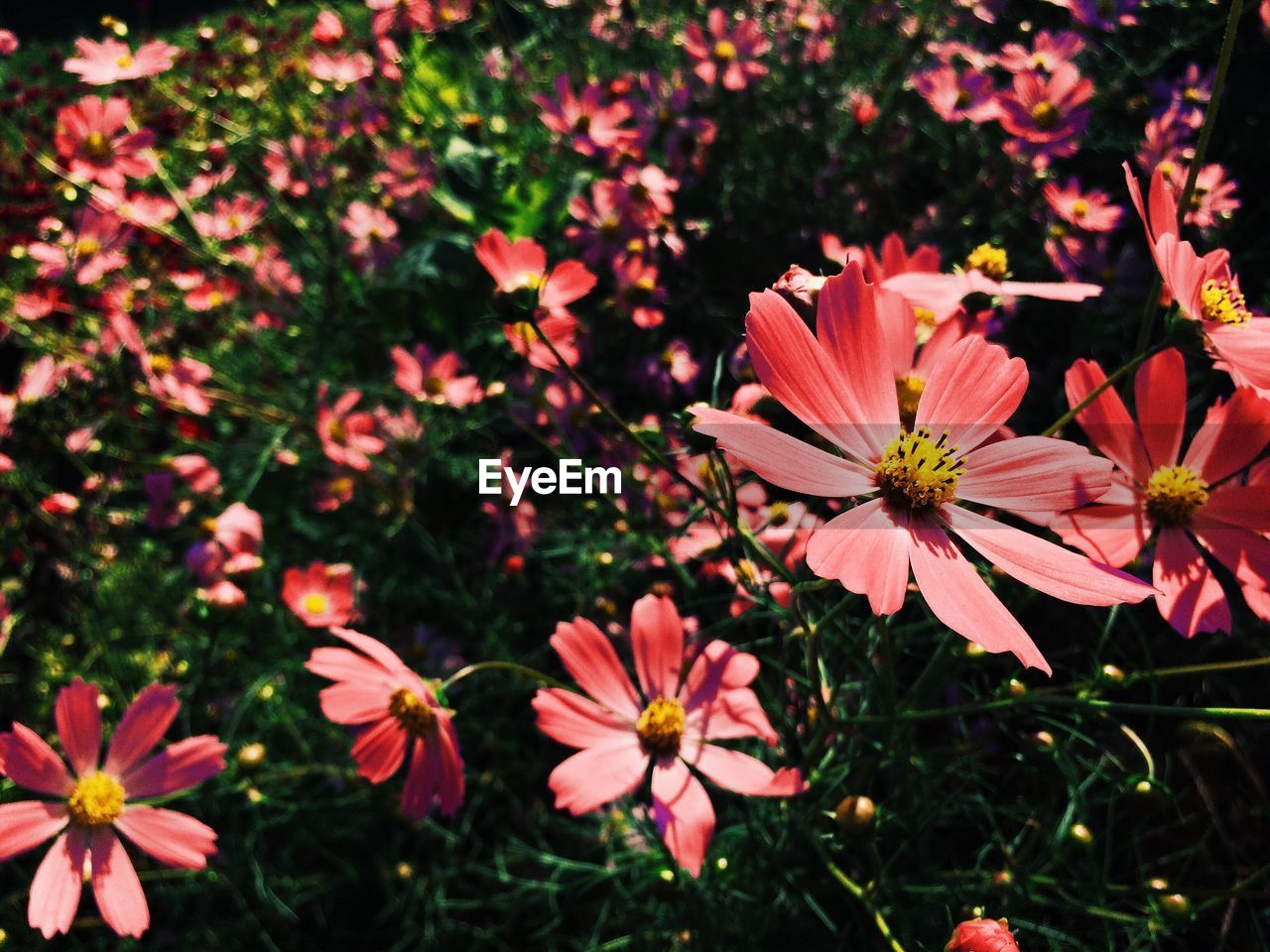 Red cosmos flowers blooming outdoors