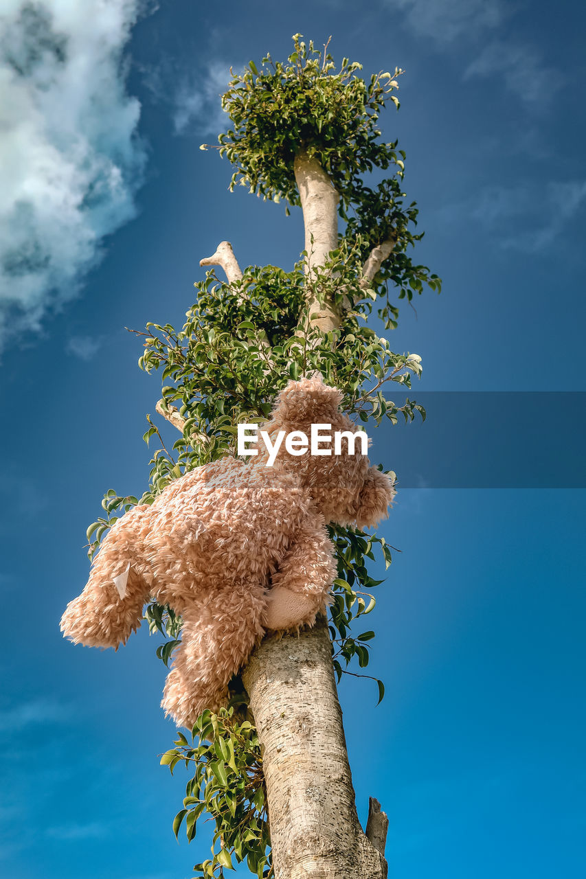 tree, sky, plant, nature, blue, cloud, no people, flower, outdoors, low angle view, growth, animal, day, environment, beauty in nature, tree trunk, animal themes, food, trunk, branch