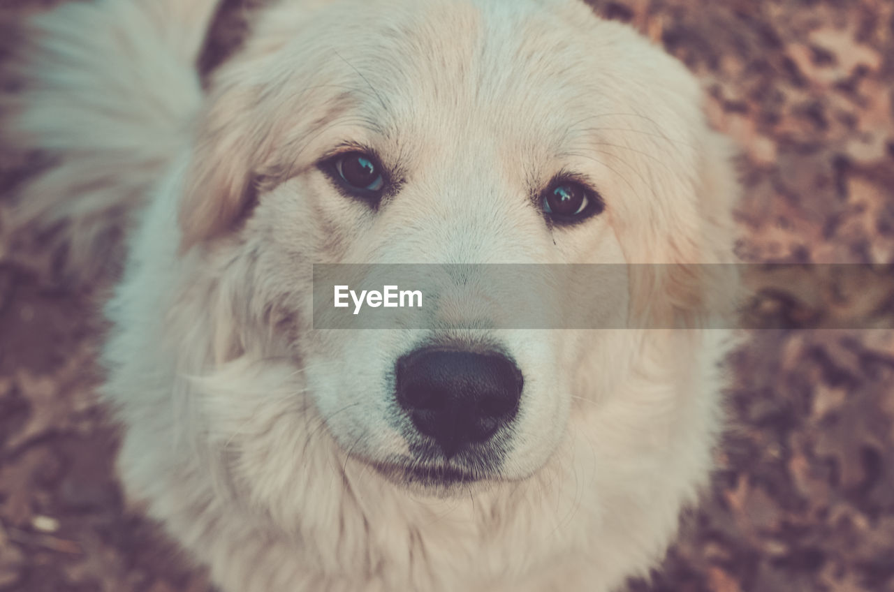 Close-up portrait of golden retriever