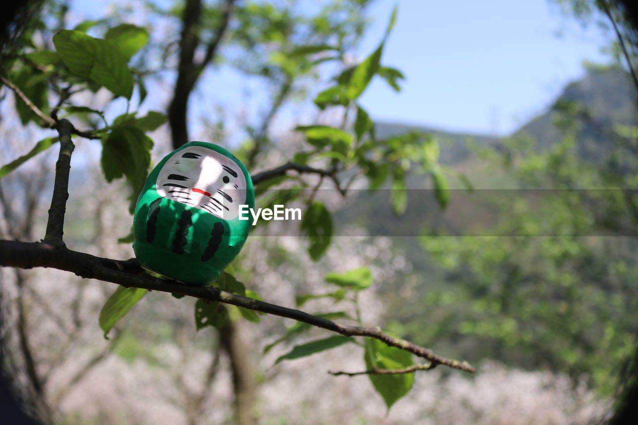 CLOSE-UP OF PLANT AGAINST TREE