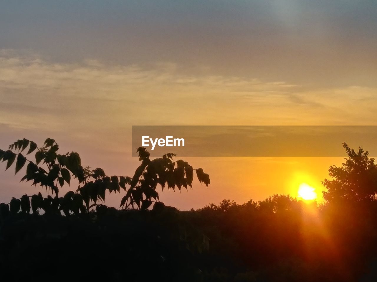 SILHOUETTE TREES AGAINST ORANGE SKY DURING SUNSET