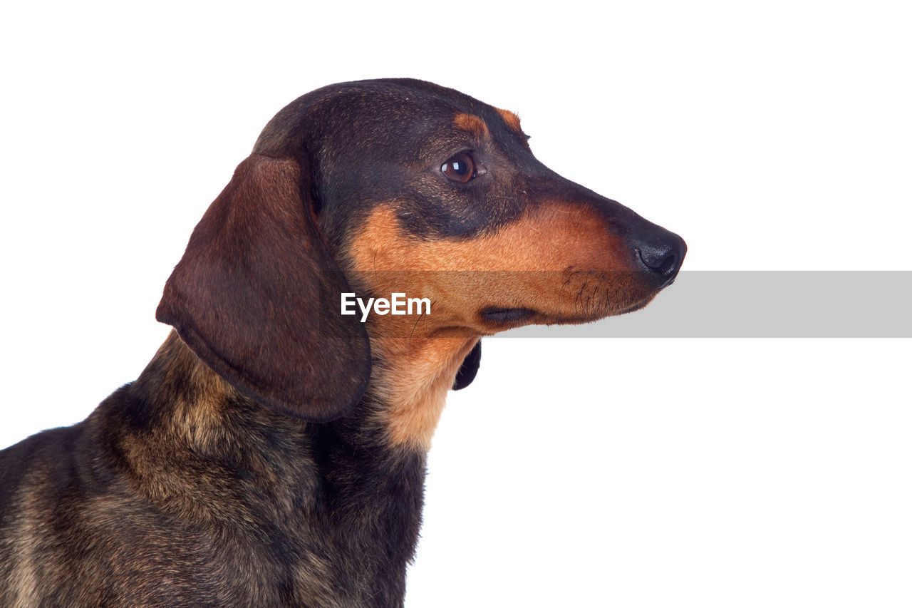 CLOSE-UP OF DOG OVER WHITE BACKGROUND