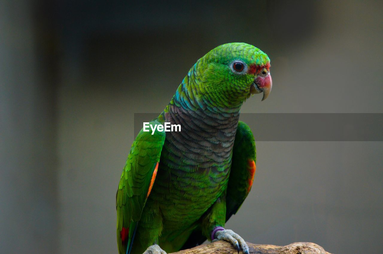 CLOSE-UP OF PARROT PERCHING ON LEAF