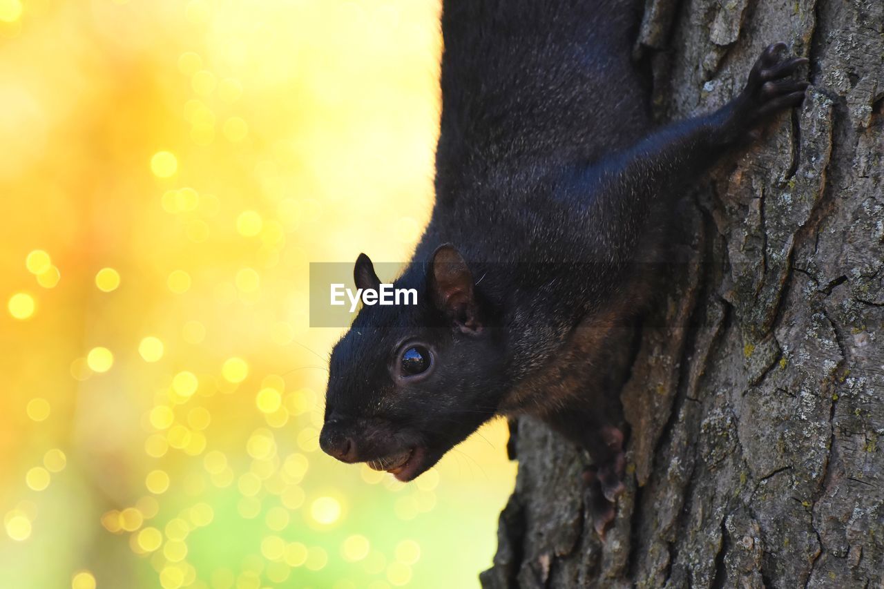 Portrait of squirrel on tree