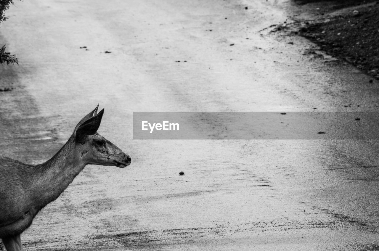 High angle view of deer on street in forest