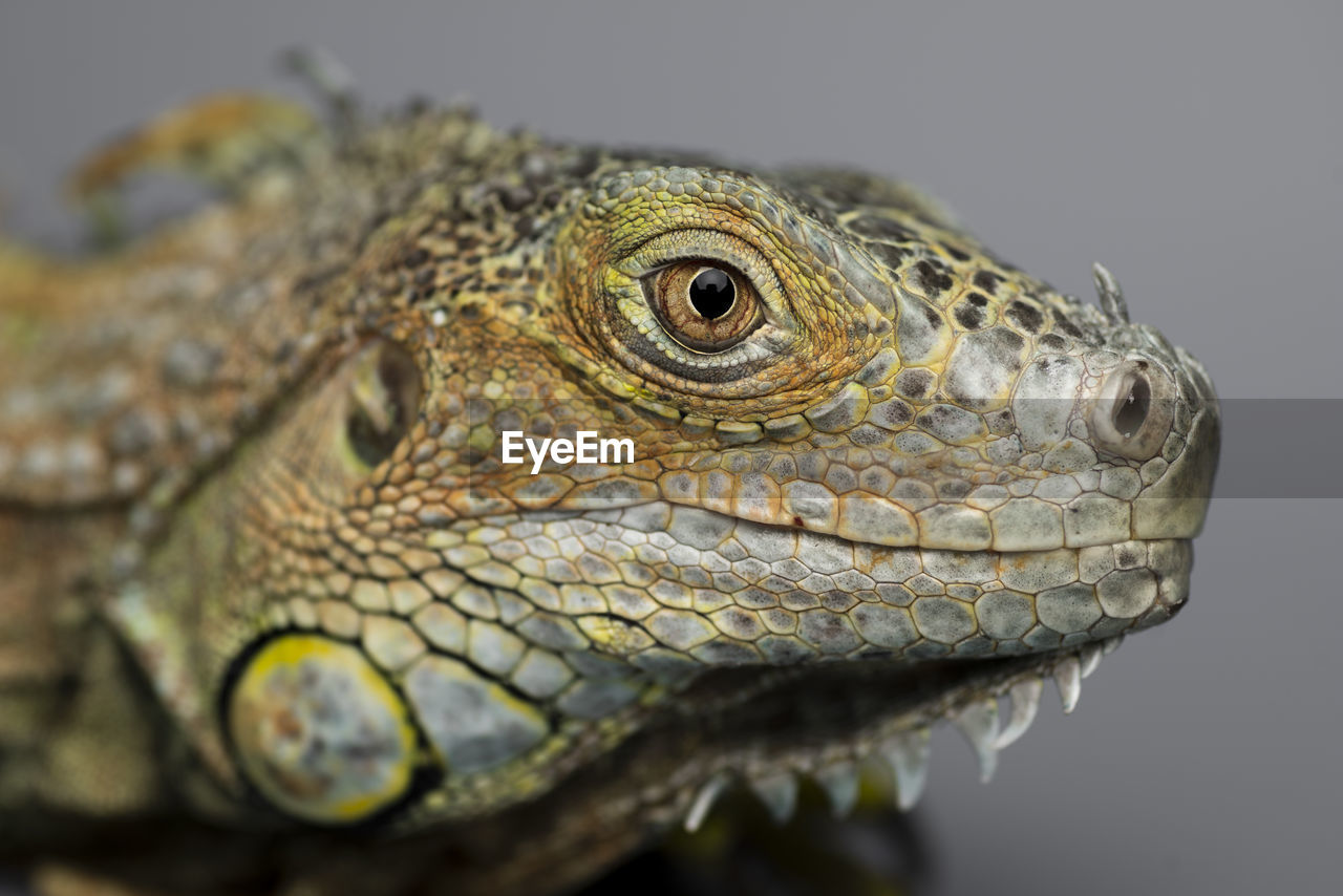 Close-up of bearded dragon on gray background