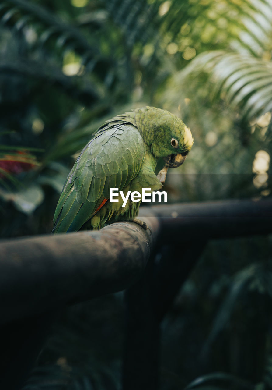 Close-up of parrot perching on branch