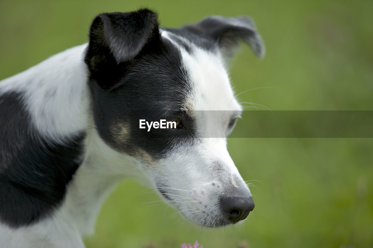 Close-up of dog