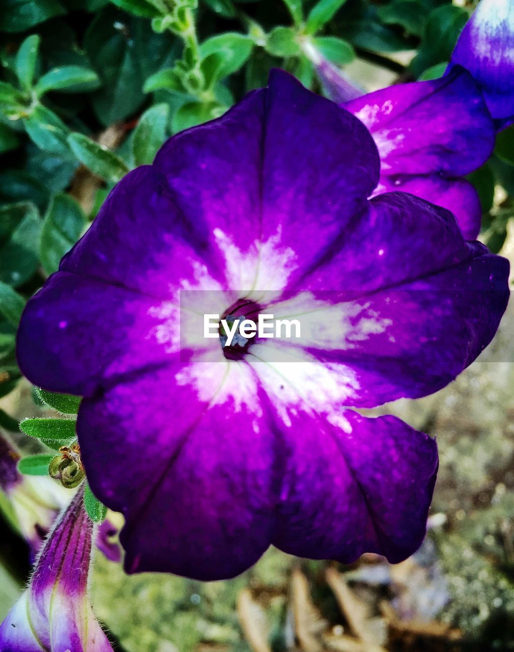 CLOSE-UP OF PURPLE FLOWERS BLOOMING