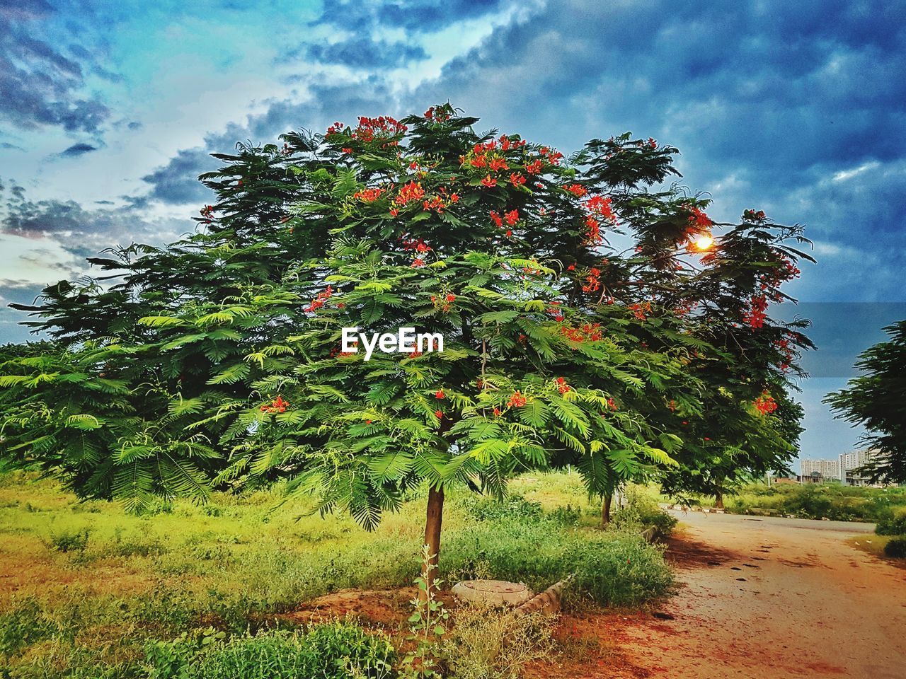 VIEW OF TREE AGAINST SKY