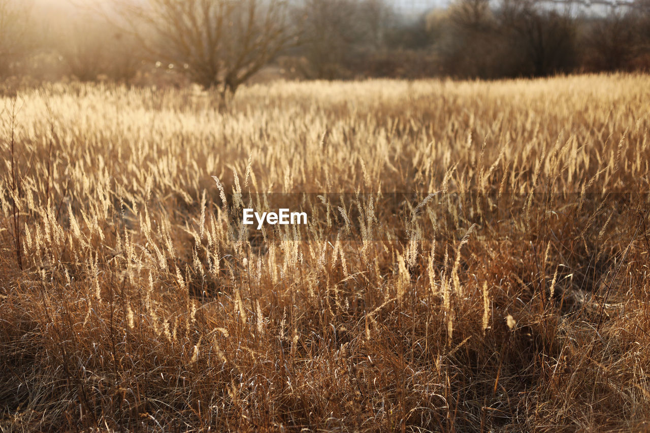 plant, grass, land, field, landscape, nature, growth, environment, prairie, tranquility, agriculture, beauty in nature, no people, rural scene, cereal plant, crop, grassland, sky, sunlight, day, scenics - nature, wheat, tranquil scene, outdoors, gold, rural area, tree, food, autumn, soil, focus on foreground, farm, non-urban scene