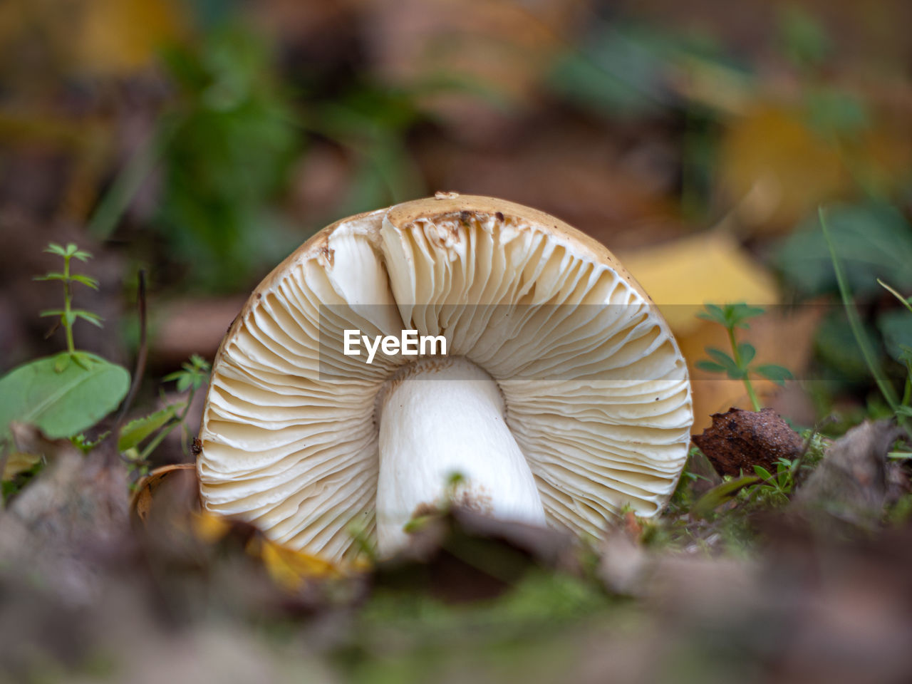 Close-up of mushroom growing on field