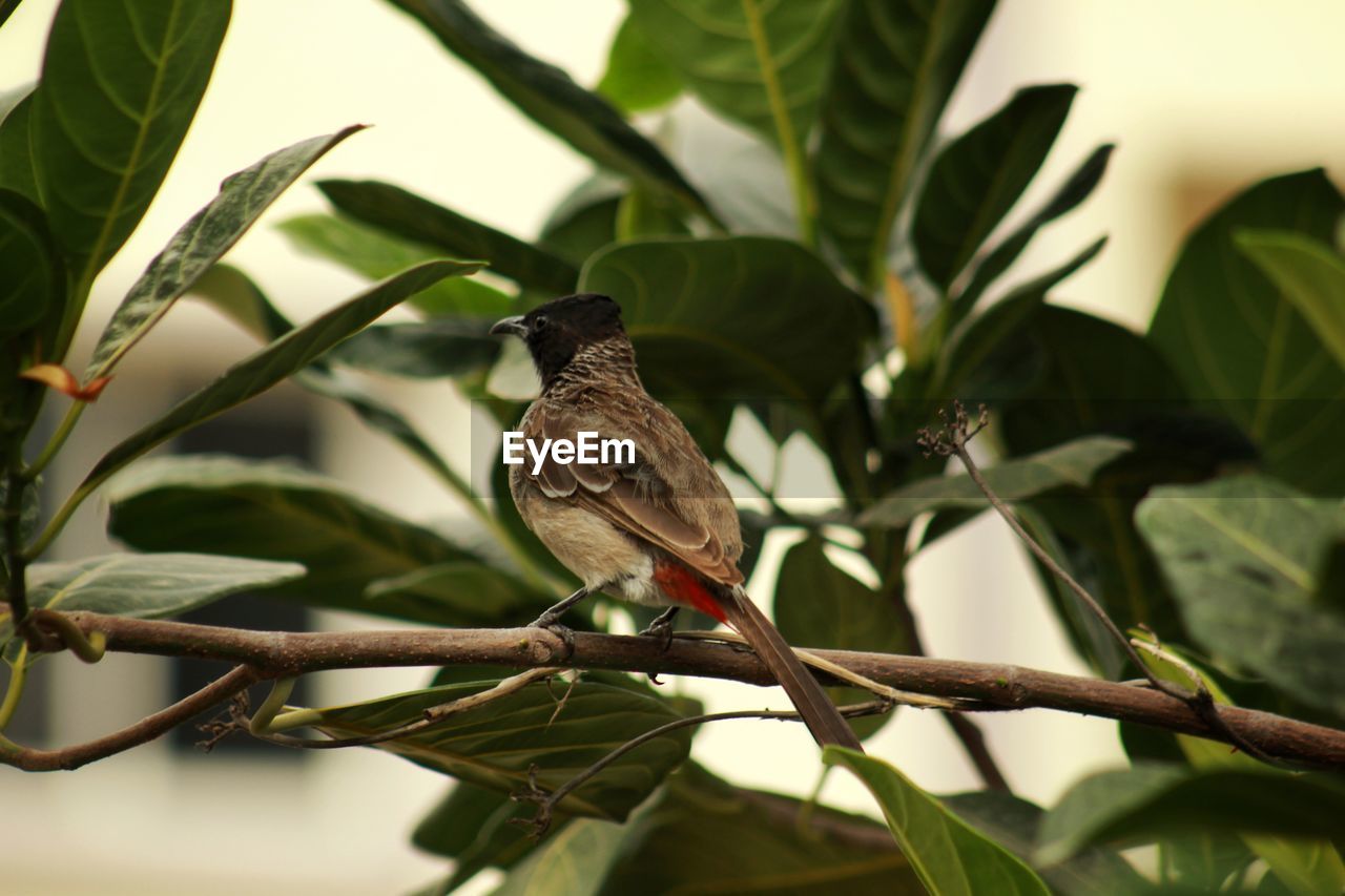 CLOSE-UP OF SPARROW PERCHING ON TREE