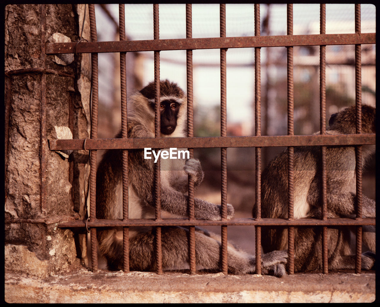 animal, animal themes, mammal, cage, no people, one animal, trapped, animals in captivity, primate, metal, monkey, transfer print, auto post production filter, animal wildlife, portrait, pet