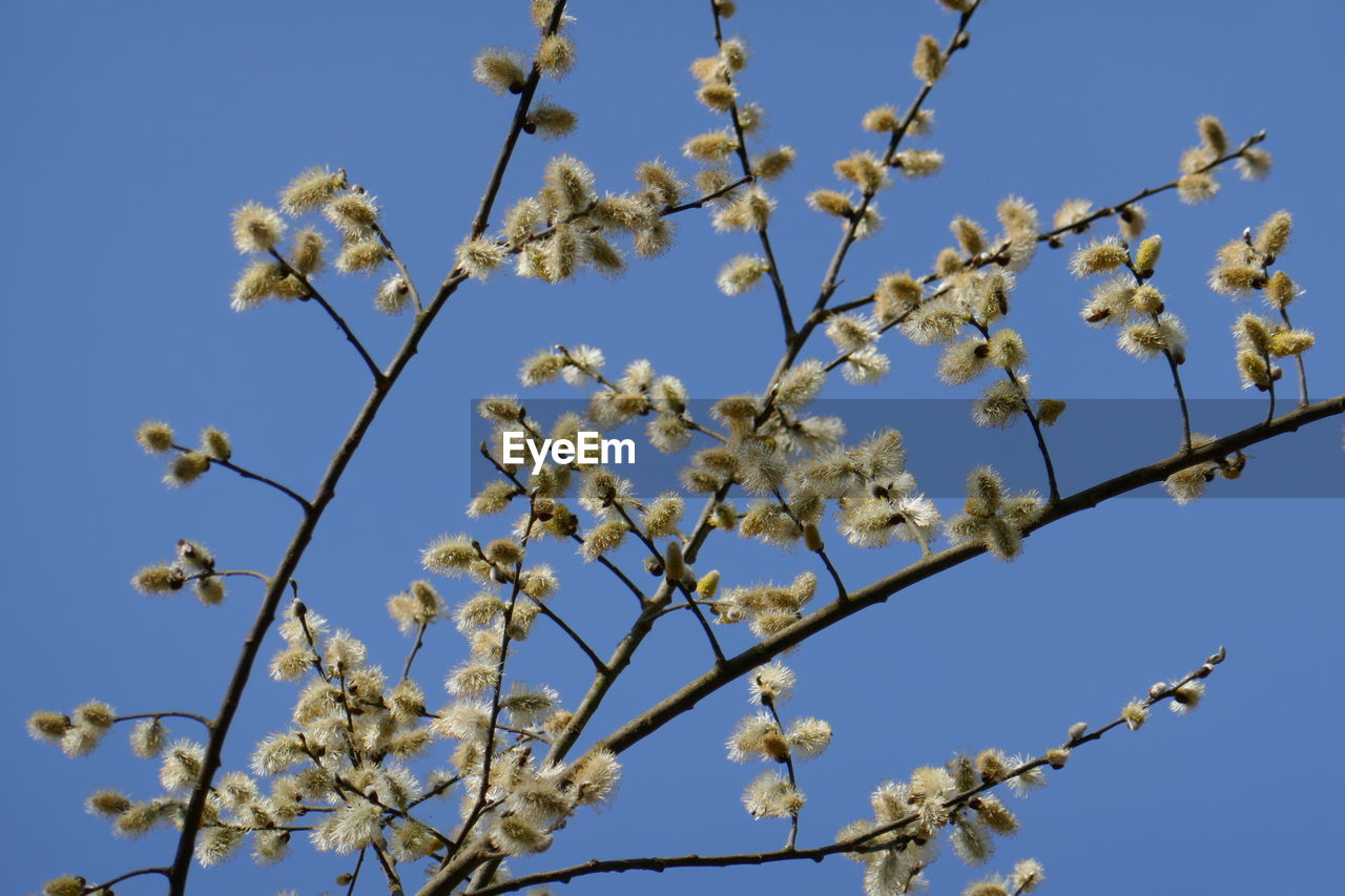 plant, flower, branch, tree, sky, blossom, nature, growth, beauty in nature, clear sky, flowering plant, low angle view, no people, blue, fragility, freshness, twig, springtime, day, produce, outdoors, spring, plant stem, close-up