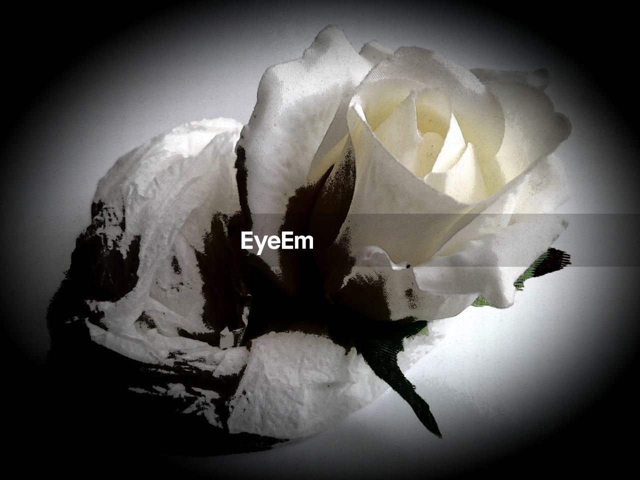 CLOSE-UP OF WHITE ROSE AGAINST BLACK BACKGROUND