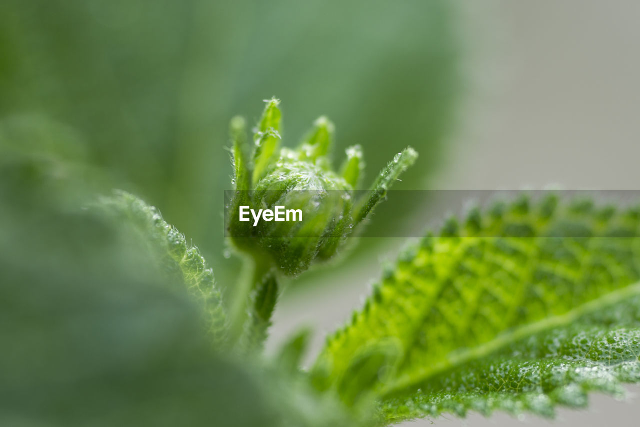 Close-up of bud amidst leaves