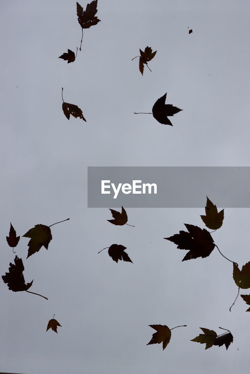 LOW ANGLE VIEW OF SILHOUETTE BIRDS FLYING