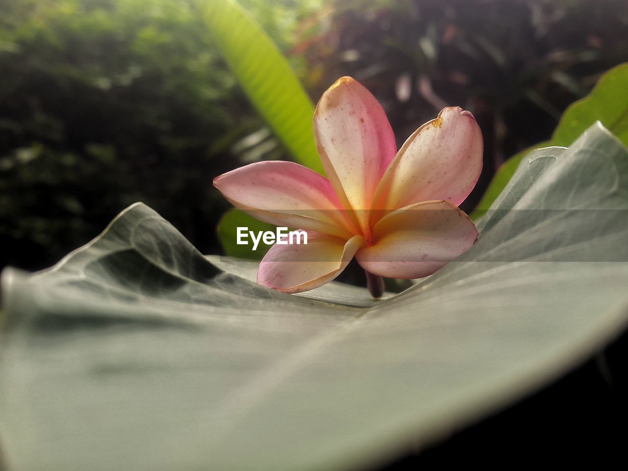 CLOSE-UP OF PINK LOTUS WATER LILY