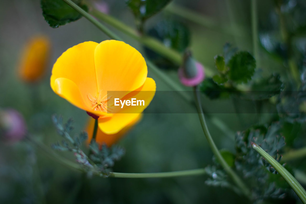 CLOSE-UP OF YELLOW FLOWER