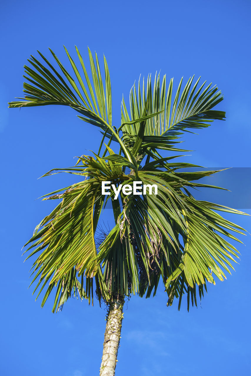 Low angle view of coconut palm tree against blue sky