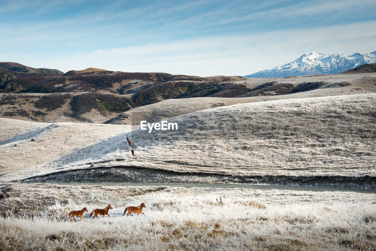 VIEW OF SHEEP ON LAND AGAINST SKY