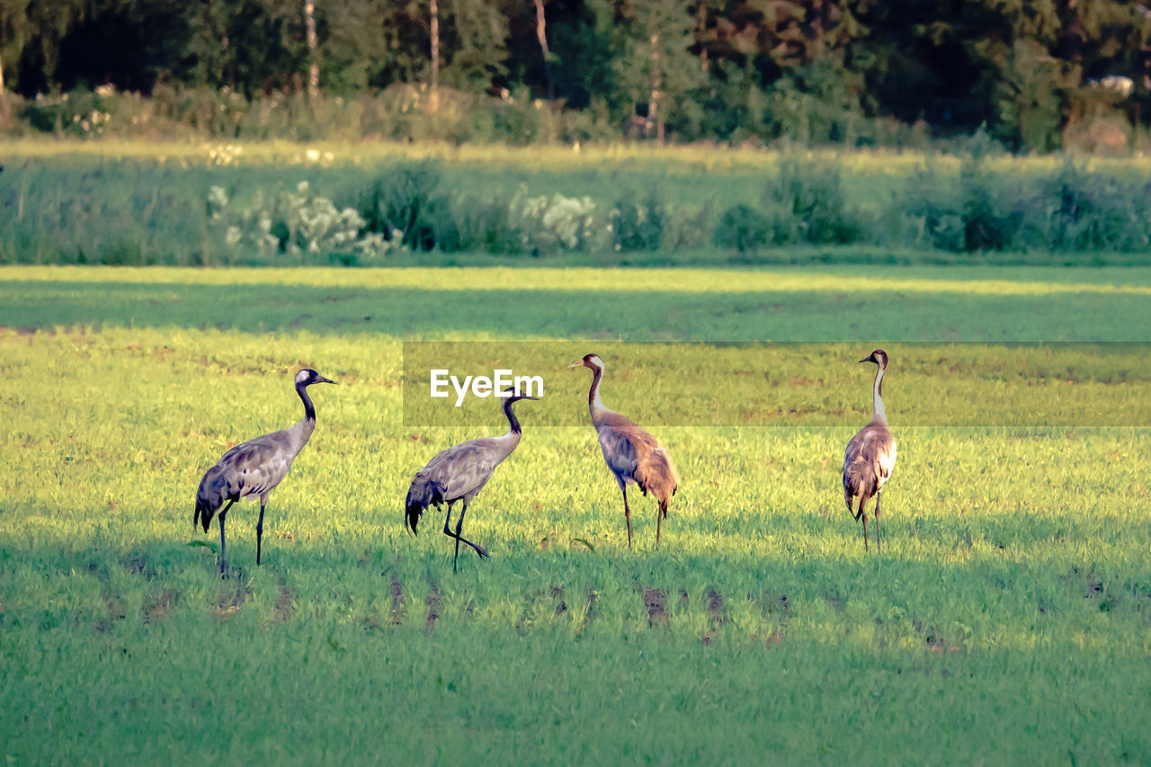 Flock of  crane birds in a field