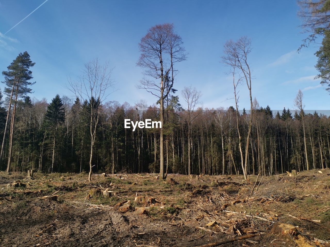 Trees growing on field against sky