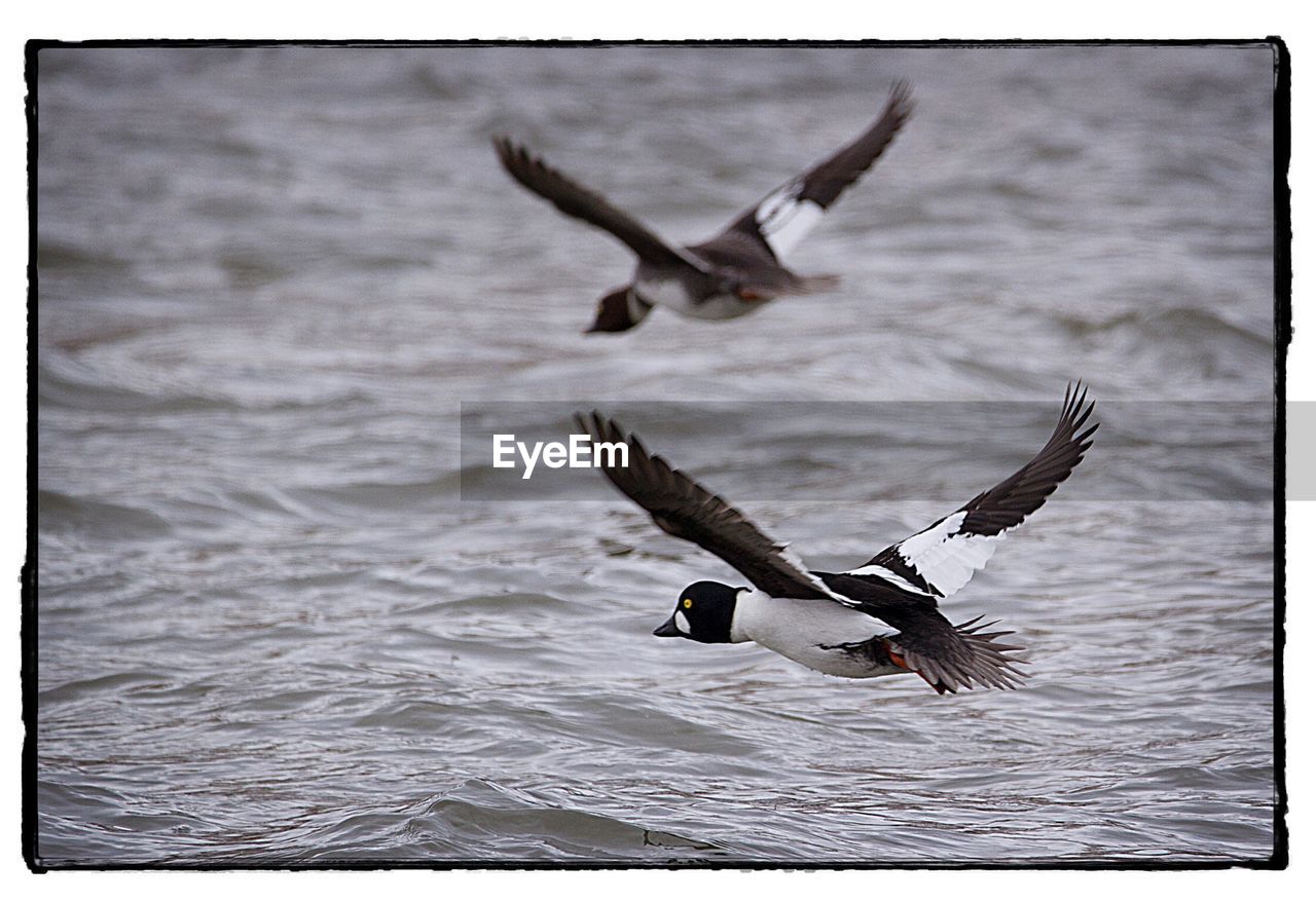 BIRDS FLYING OVER LAKE AGAINST BLURRED BACKGROUND