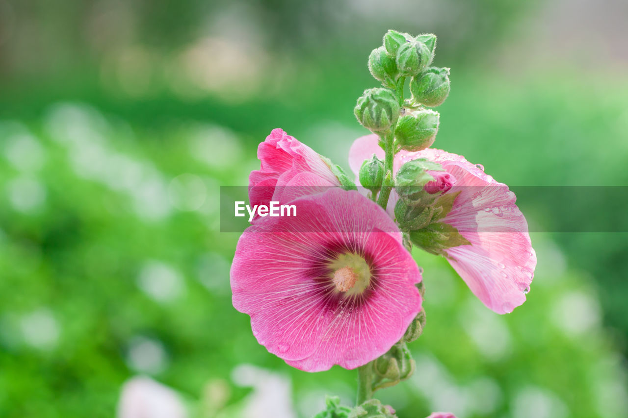 CLOSE-UP OF PINK FLOWERS BLOOMING