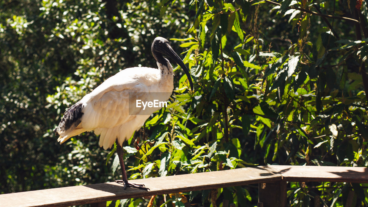 Bird perching on a tree