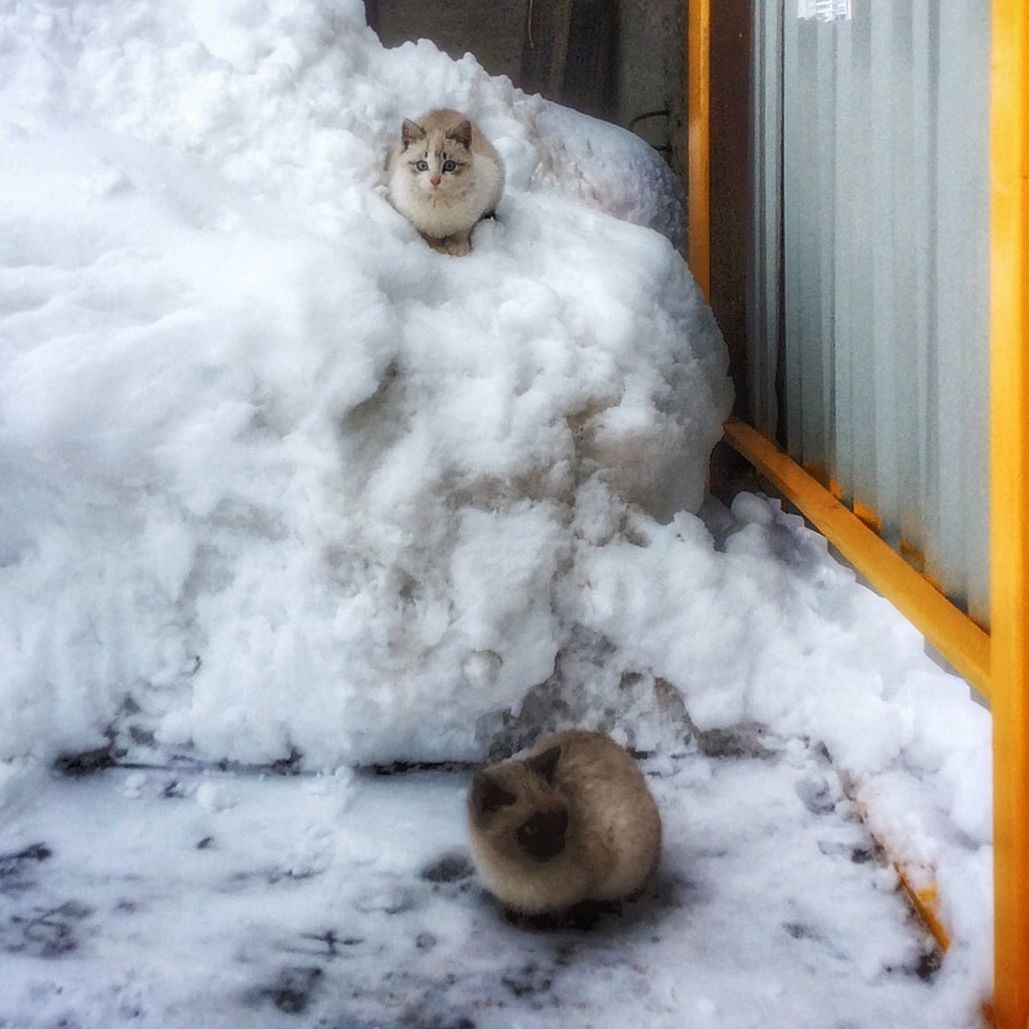 Cats sitting on snow outdoors