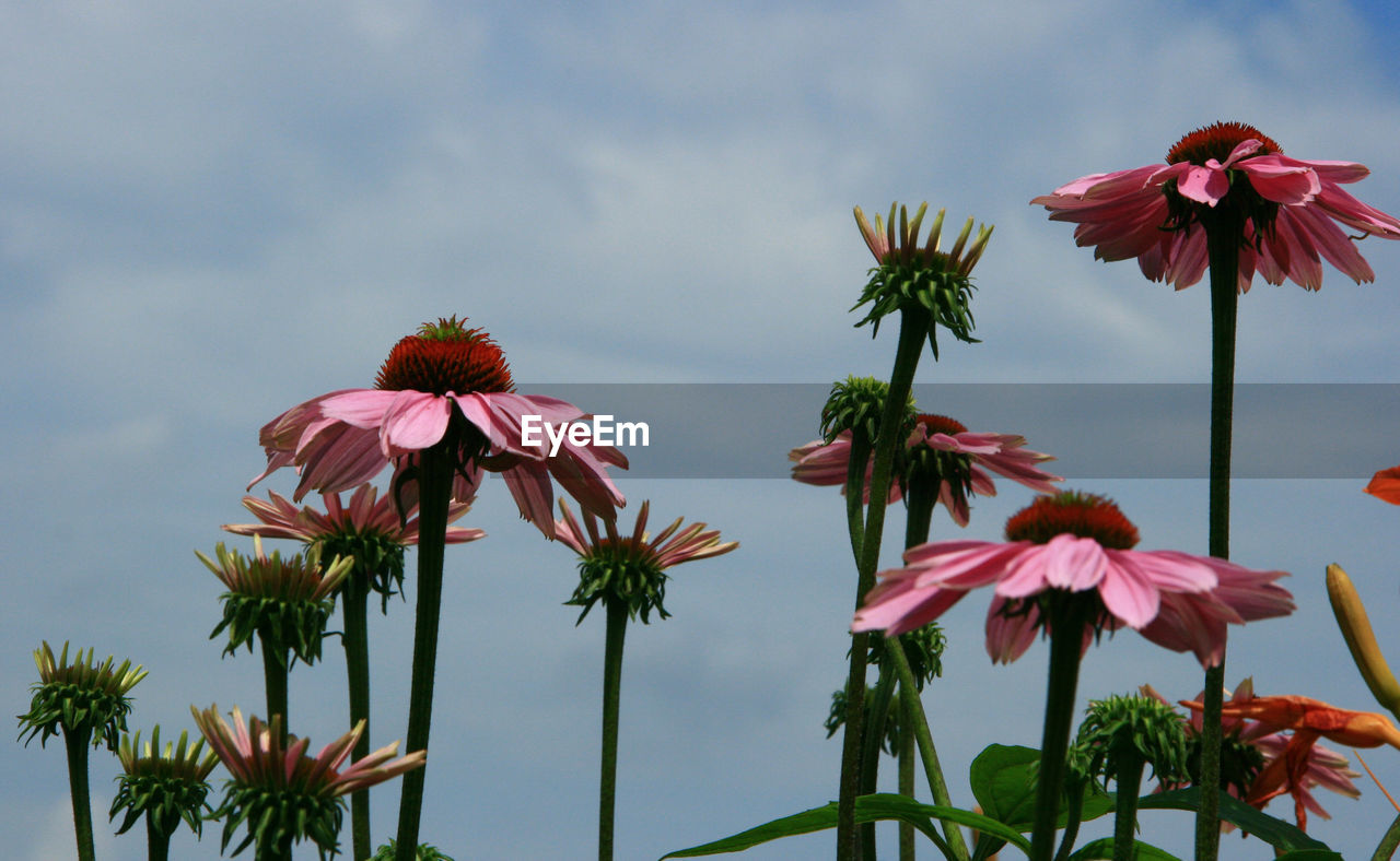 LOW ANGLE VIEW OF CONEFLOWERS BLOOMING OUTDOORS