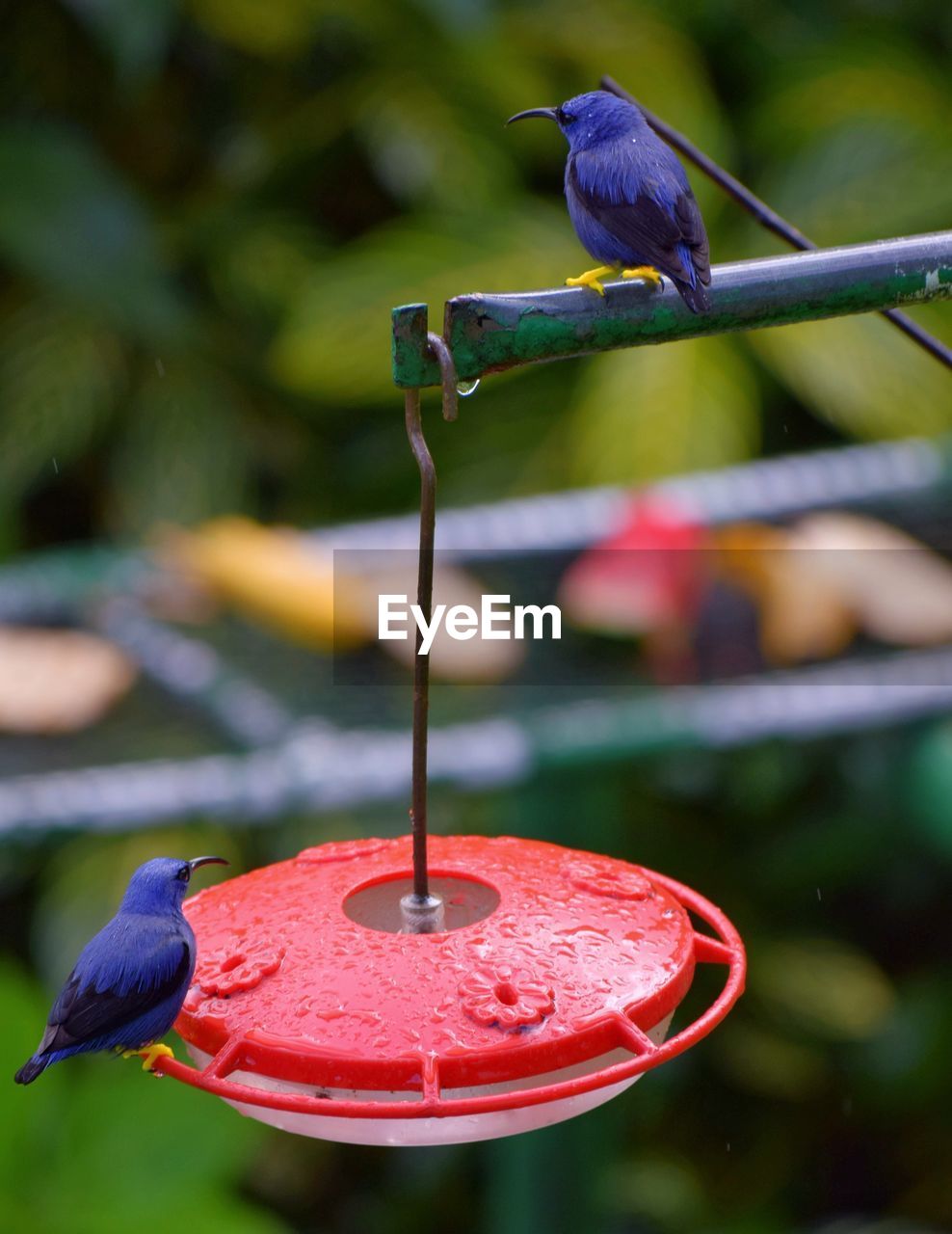 CLOSE-UP OF BIRD PERCHING ON FEEDER AT RIVERBANK