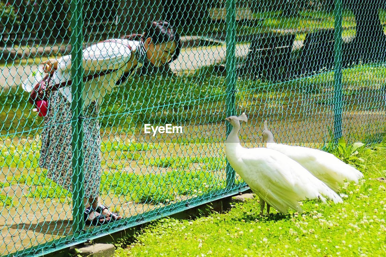 Young woman looking at white peacocks through chainlink fence at zoo