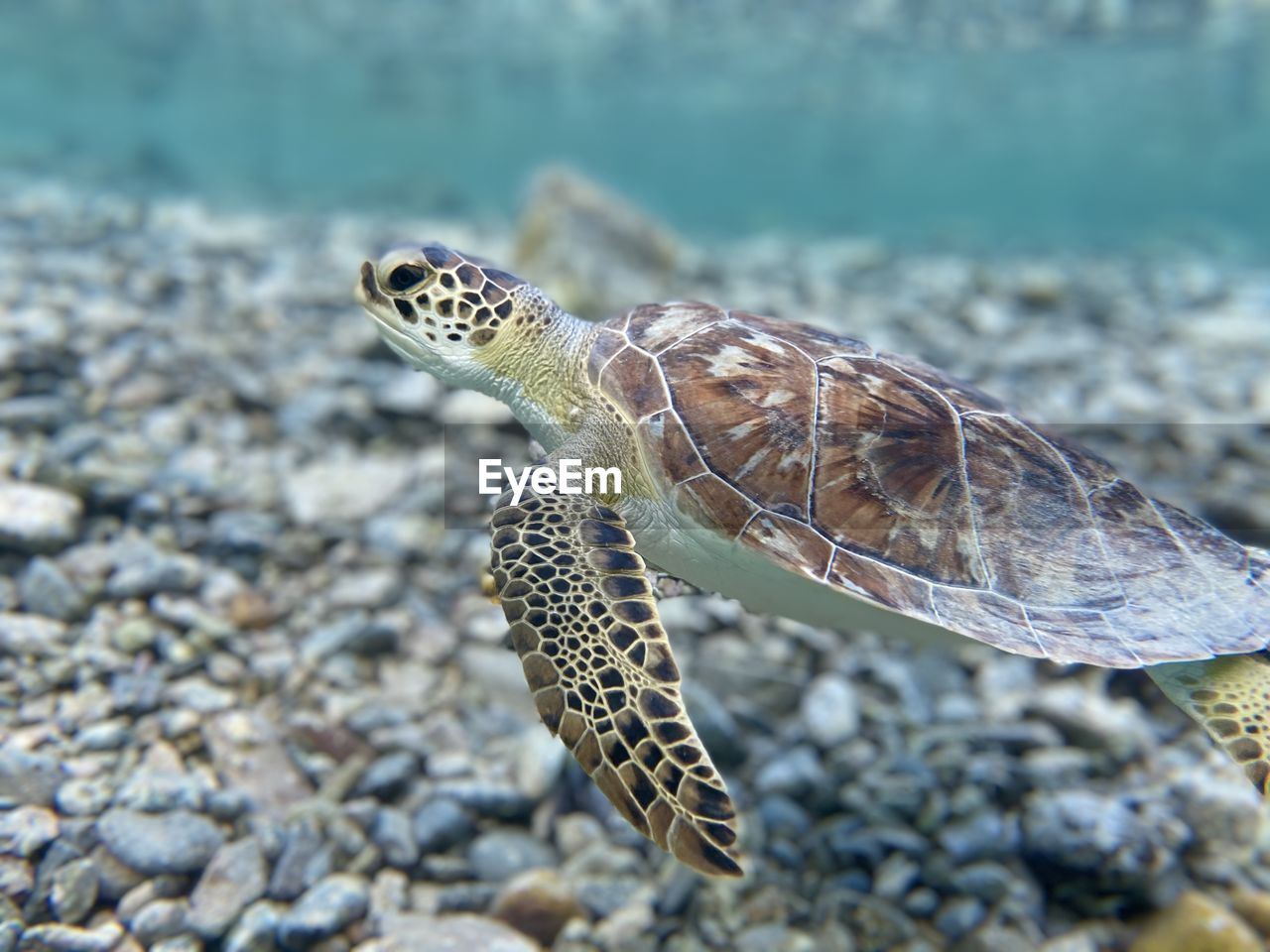 CLOSE-UP OF A TURTLE IN A ROCK