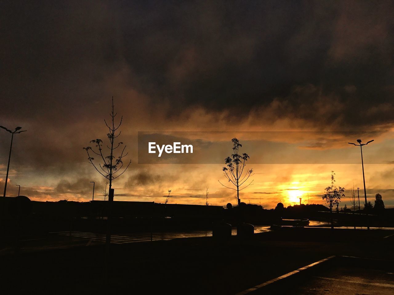 SILHOUETTE OF TREES AT SUNSET