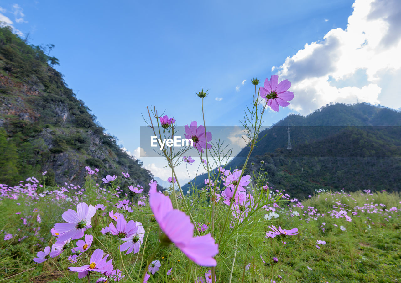 Flowers growing on field by mountains against sky